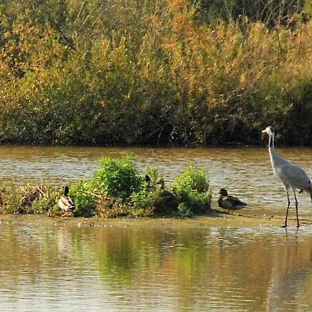 Le Chant Des Mouettes Rdc *